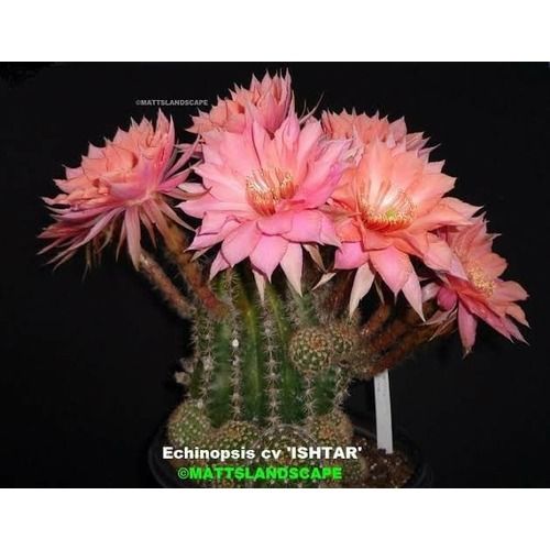 Echinopsis hybrid Ishtar