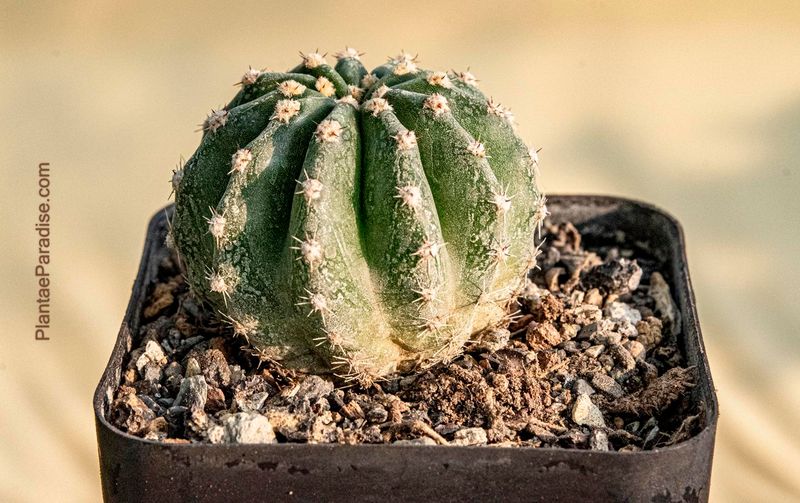 Echinopsis hybrid Caesar (Edward Veitch) mature specimen in pot, top-down view