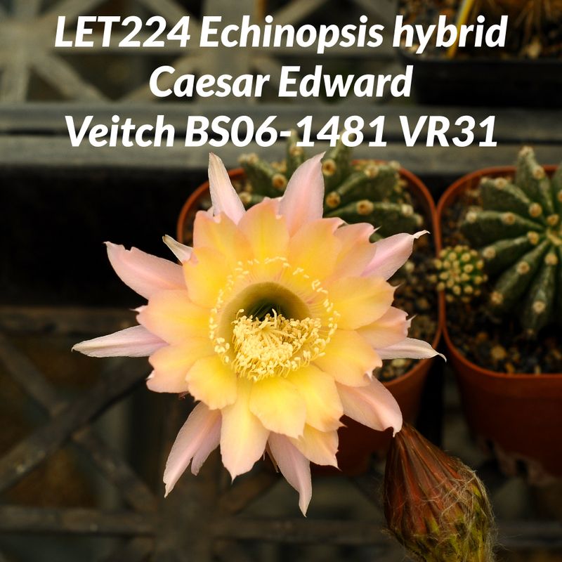 Echinopsis hybrid Caesar (Edward Veitch) in bloom with pink and yellow flowers