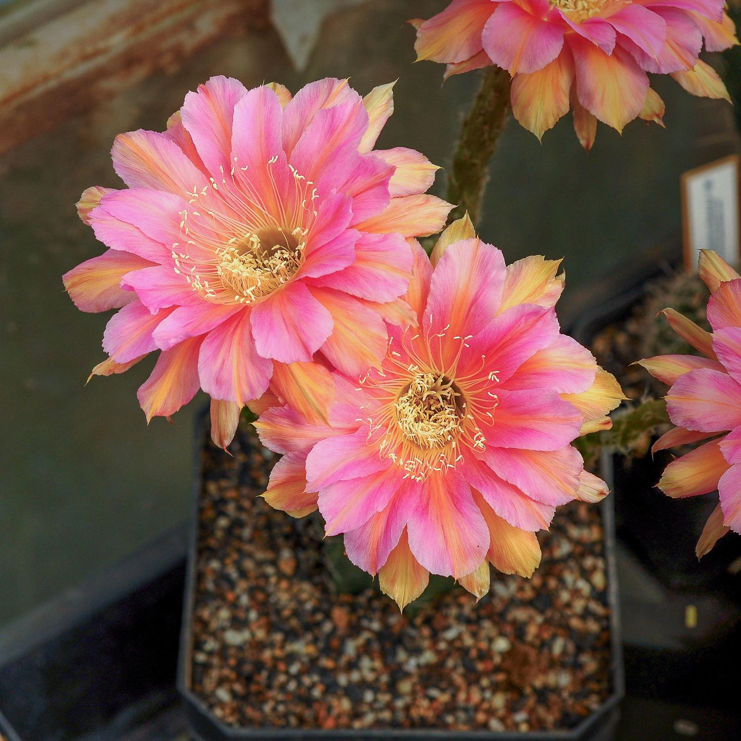Lobivia hybrid Profusion in bloom with pink and orange flowers
