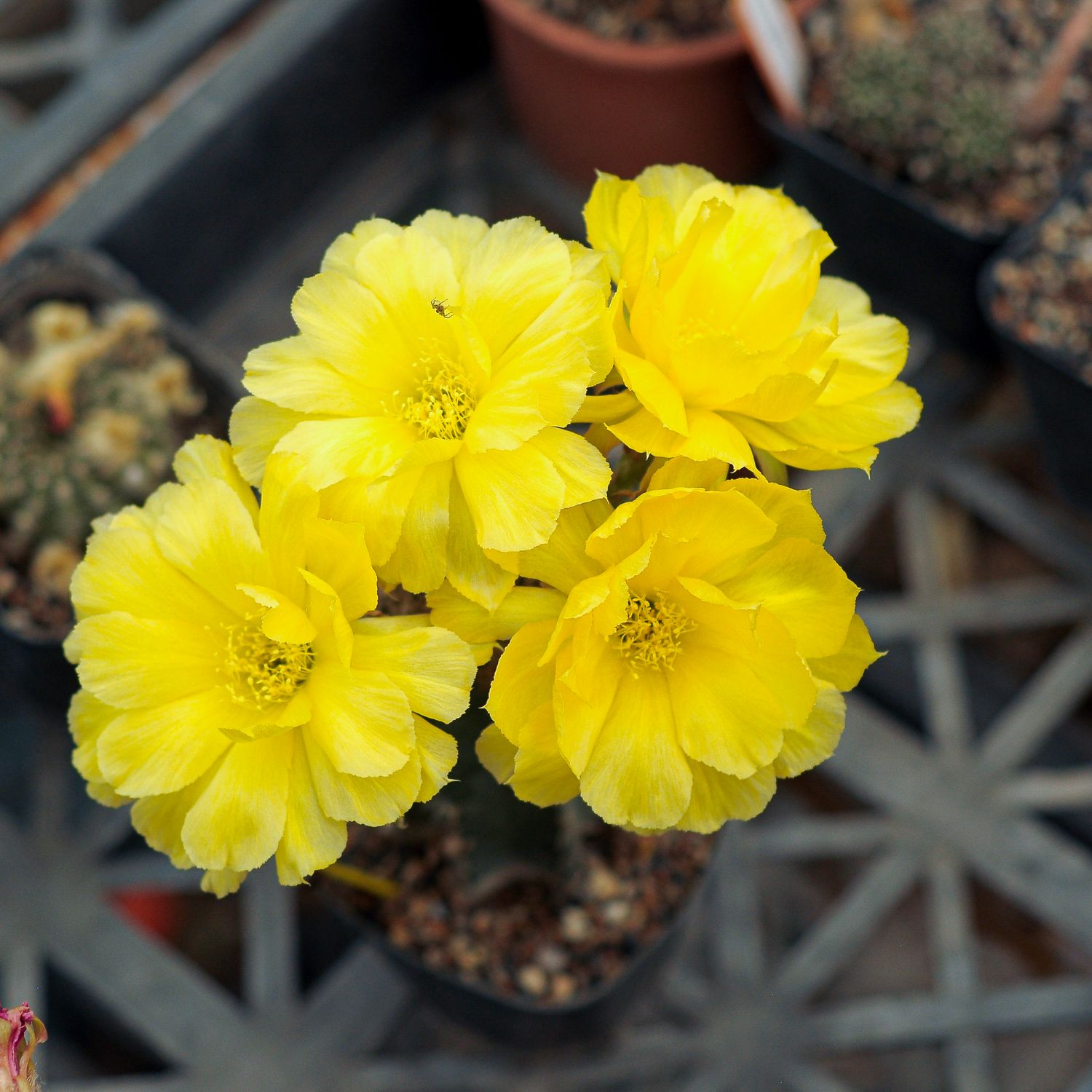 Lobivia hybrid Jaune Tissage in full bloom with multiple yellow flowers
