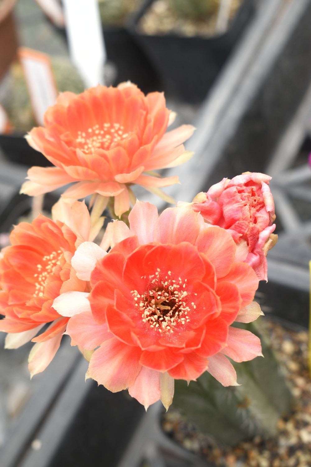 Lobivia hybrid Declaration Audacieuse Lobivia hybrid Declaration Audacieuse in full bloom with multiple coral-red flowers