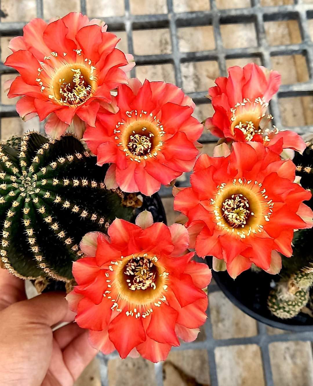 Echinopsis hybrid Permanent Red Echinopsis hybrid Permanent Red