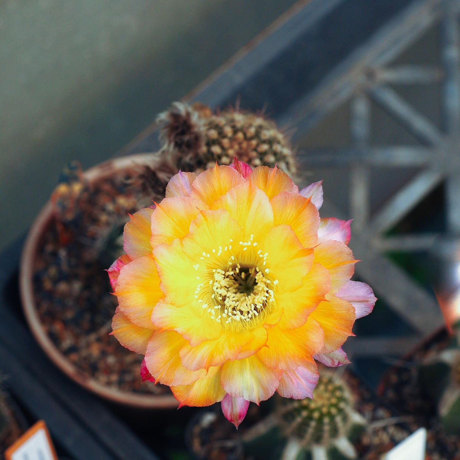 Lobivia hybrid Declaration Audacieuse in bloom with yellow and pink flowers
