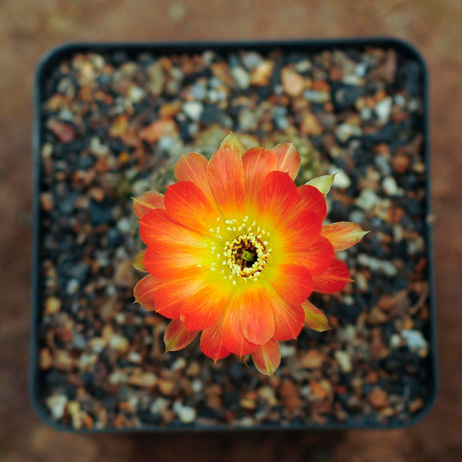 Lobivia hybrid Golden Sunrise top-down view in bloom
