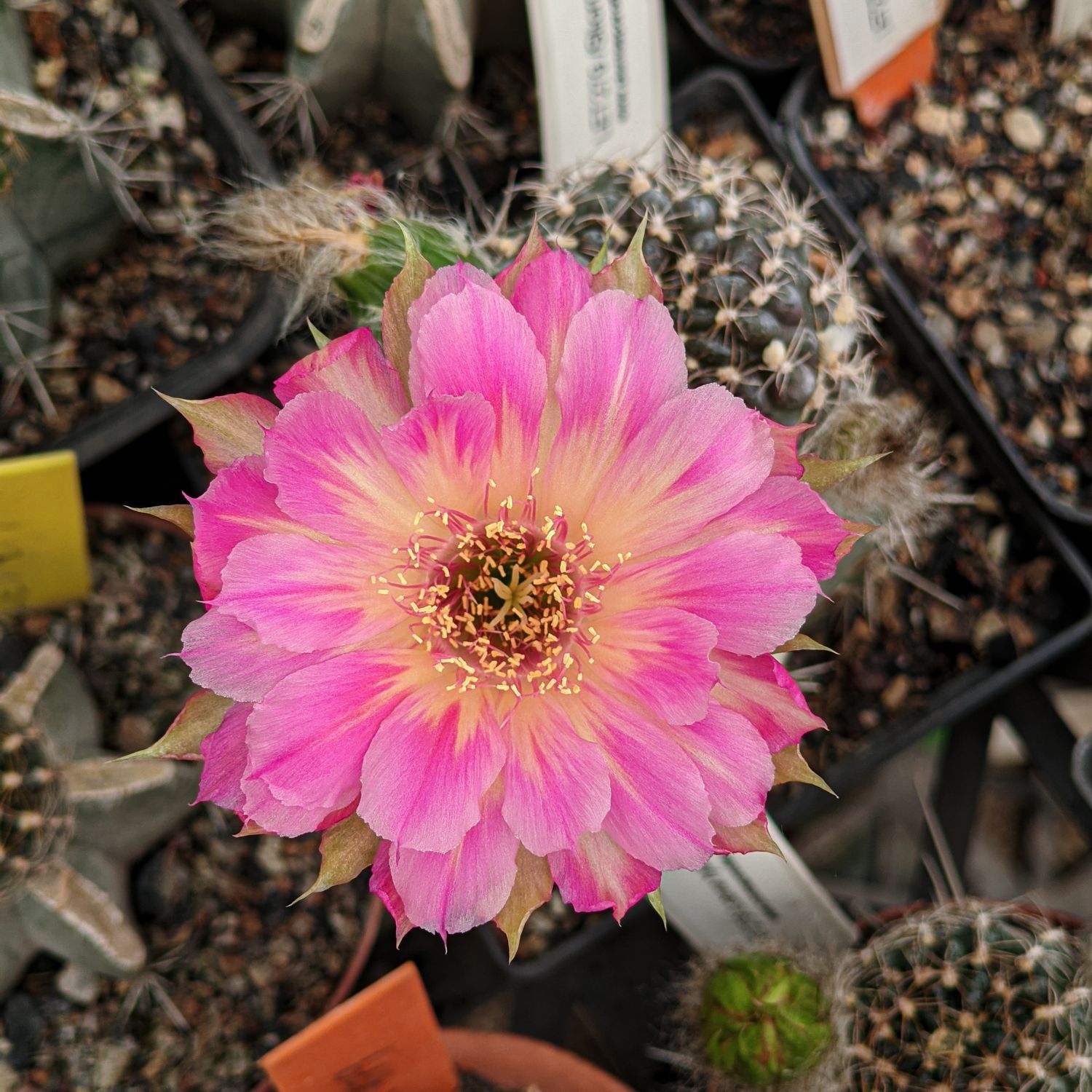 Lobivia hybrid Stiorra in full bloom with single pink flower