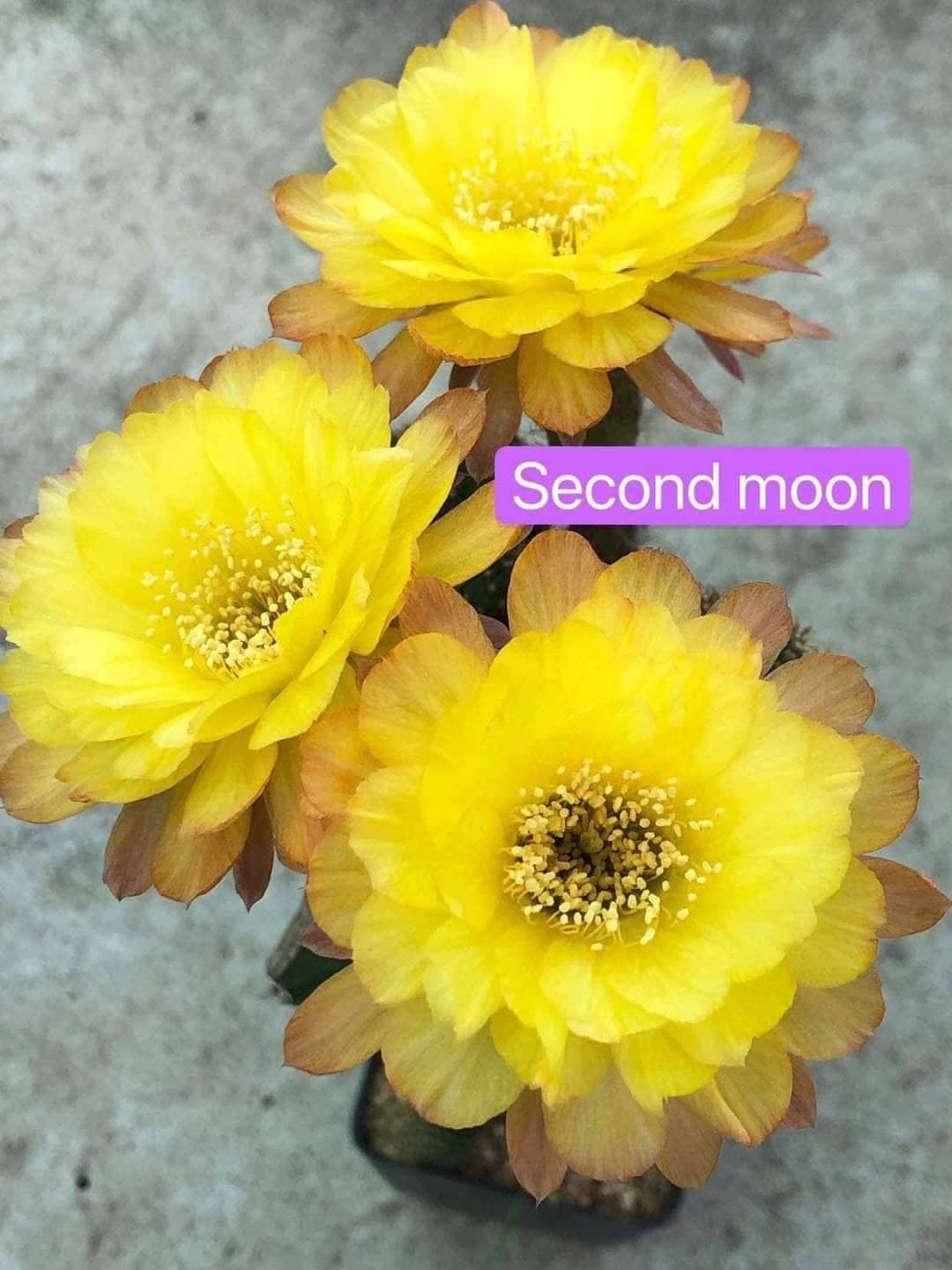 Lobivia hybrid Second Moon in bloom with multiple yellow flowers