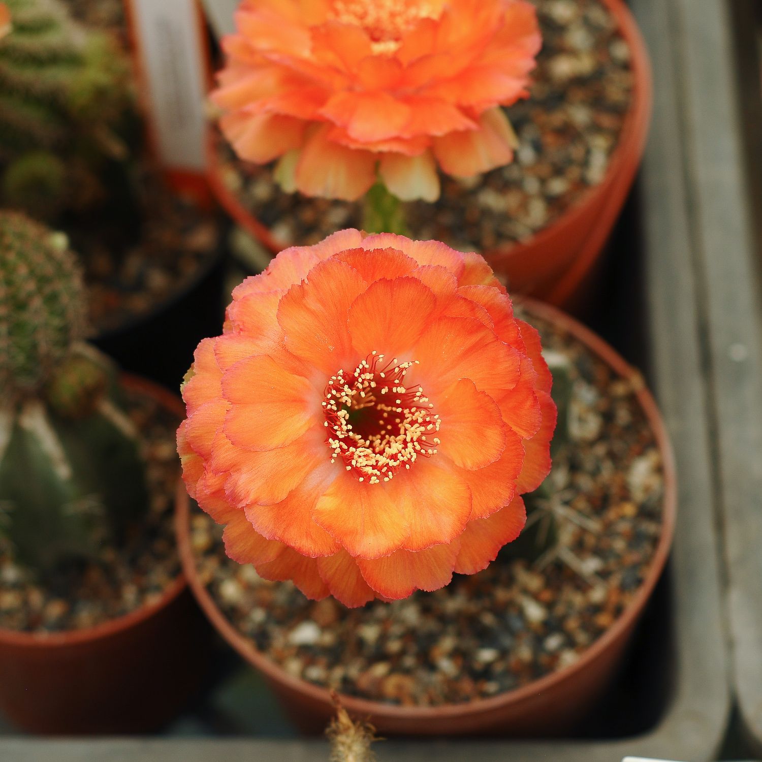 Lobivia hybrid KA68 in bloom with bright orange flowers, close-up view