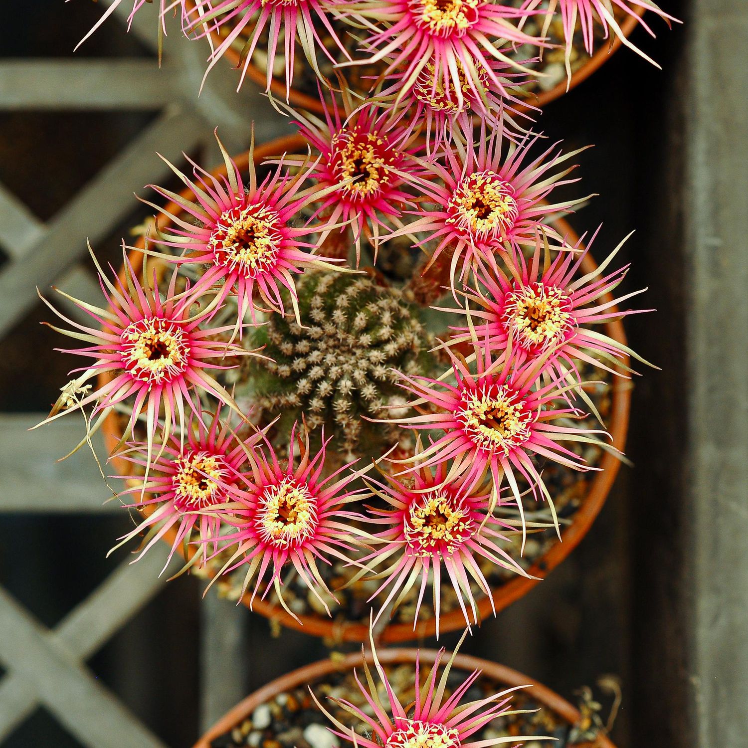 Lobivia Shinshowa PINK (A) in full bloom with clustered pink flowers