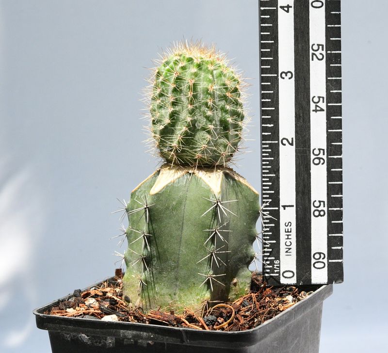 Echinopis hybrid Ziba