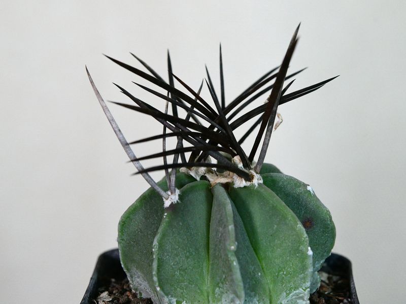 Astrophytum capricorne Var. Crassispinum Astrophytum capricorne Var. Crassispinum front view