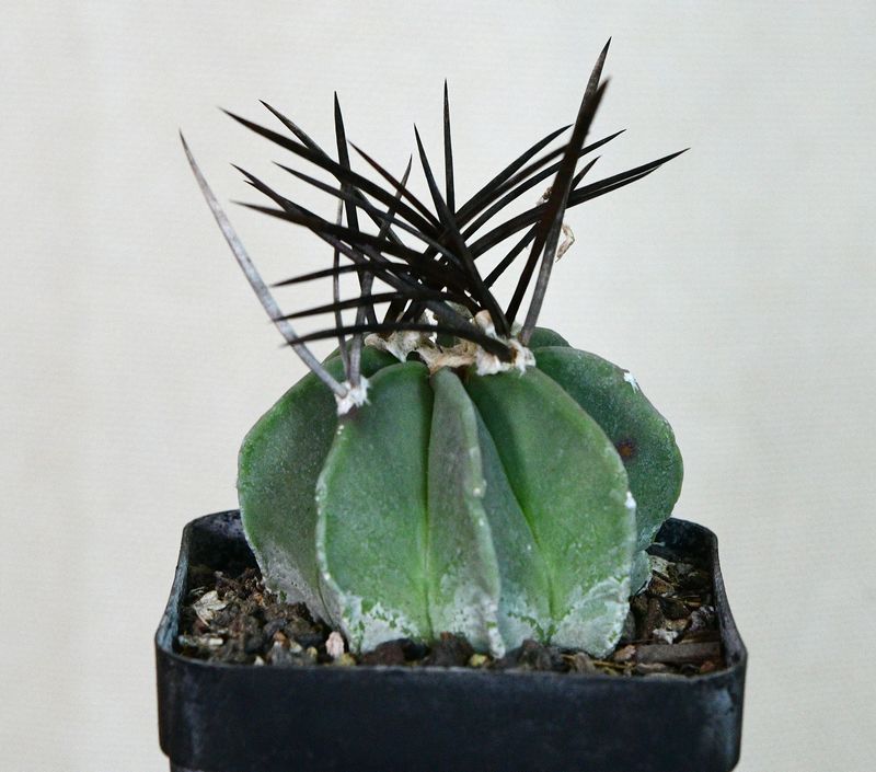 Astrophytum capricorne Var. Crassispinum in square nursery pot
