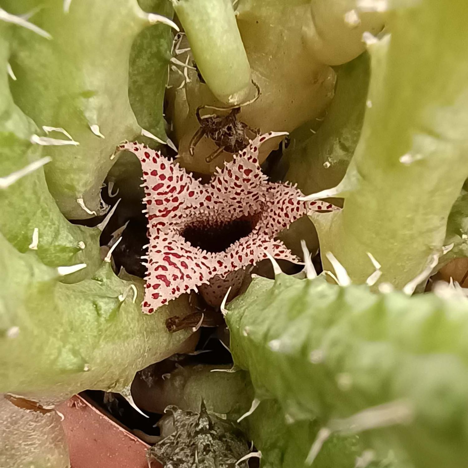 Huernia hystrix hybrid Huernia hystrix hybrid in bloom with pink textured flowers