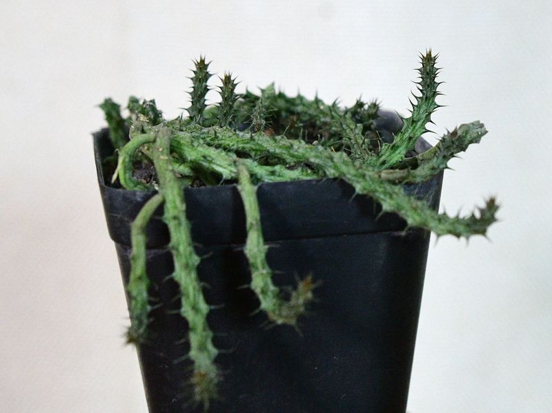 Huernia hystrix hybrid