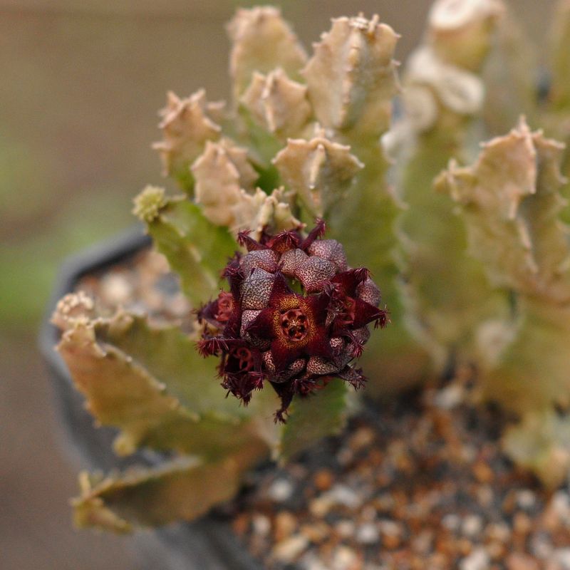 Caralluma foulcheri-delboscii var. greenbergiana Caralluma foulcheri-delboscii var. greenbergiana in bloom with deep red flowers