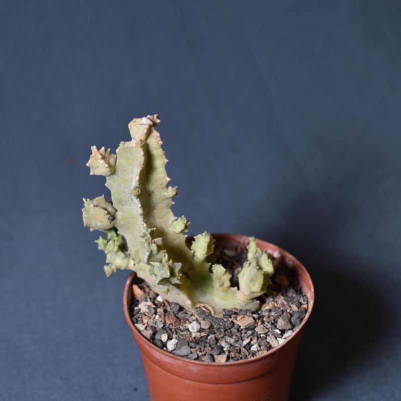 Caralluma foulcheri-delboscii var. greenbergiana