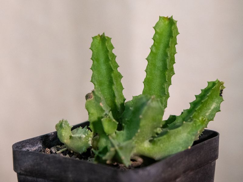 Caralluma foulcheri-delboscii var. greenbergiana young plant showing upright stem growth