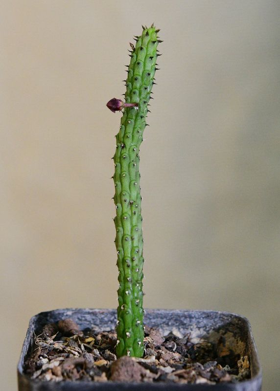 Echidnopsis repens potted specimen with beetle