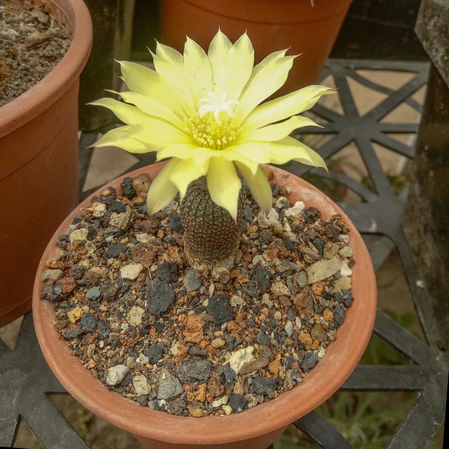 Frailea Castanea
