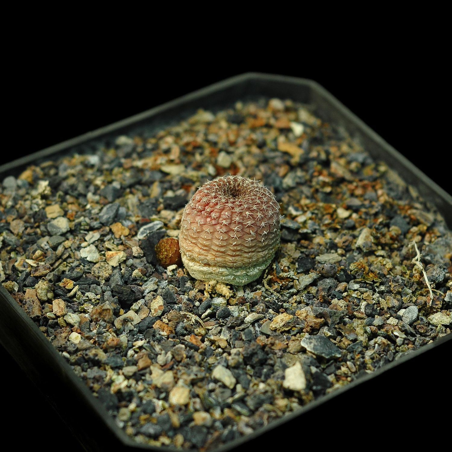 Frailea Phaeodisca