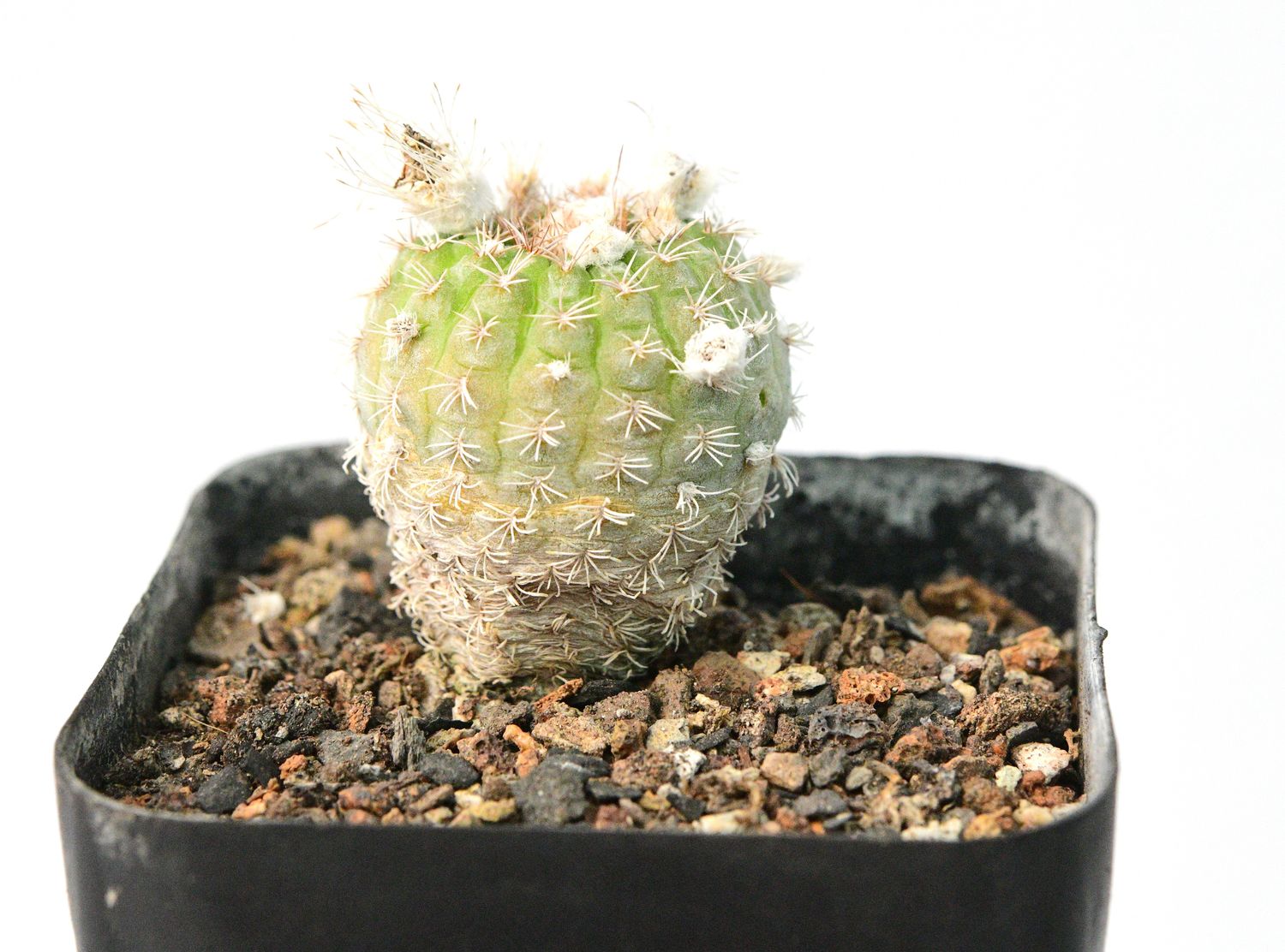 Frailea buenekeri Frailea buenekeri