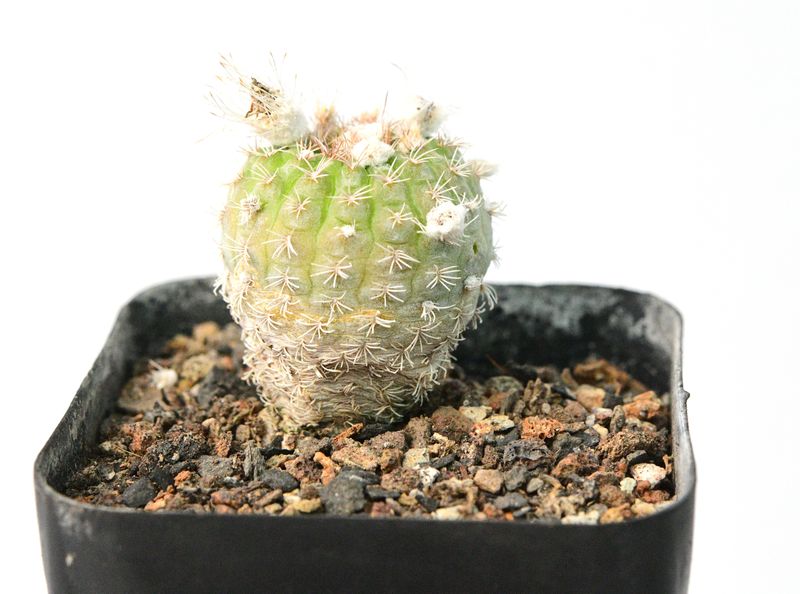 Frailea buenekeri Frailea buenekeri