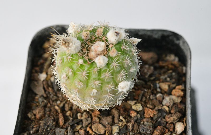 Frailea buenekeri top-down view