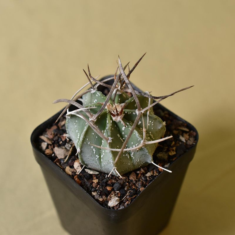 Astrophytum capricorne v. crassispinum nudum cv. yellow buffalo spine
