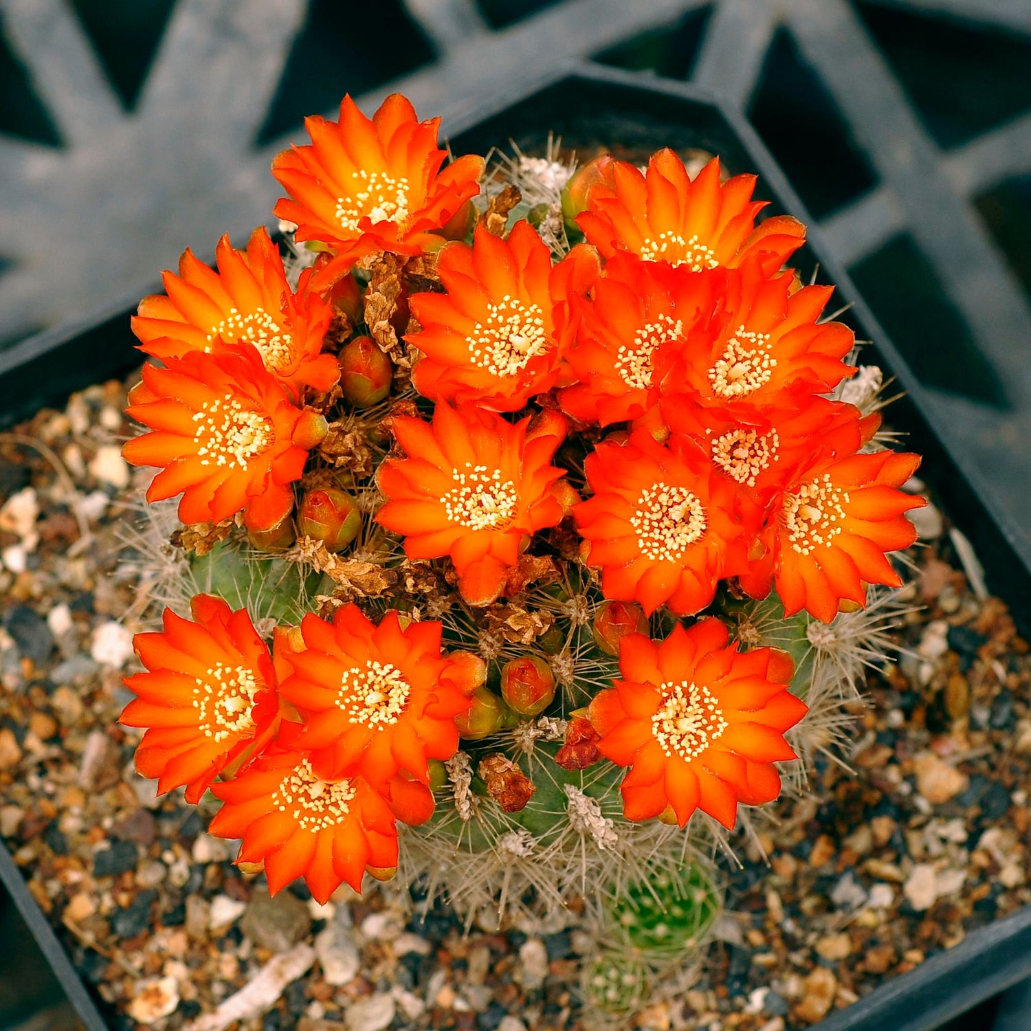 Weingartia Trolli Rosa Syn Rebutia Neocumingii Ssp Trolii Orange/Red