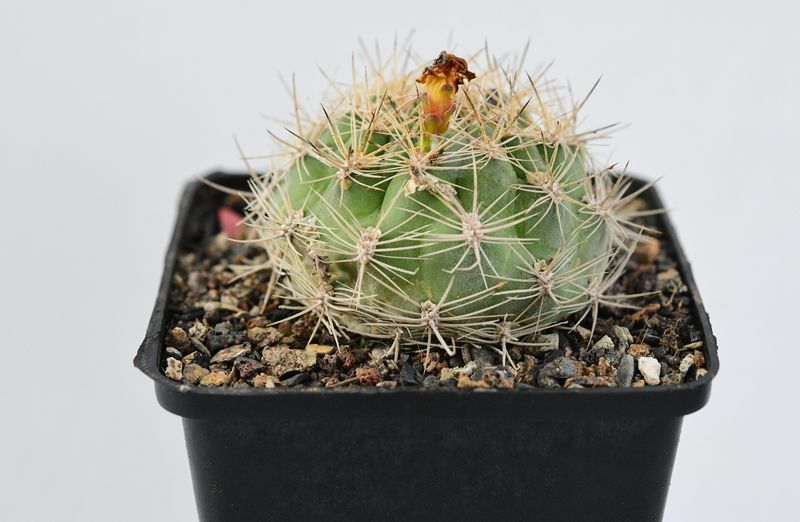 Weingartia Trolli Rosa Syn Rebutia Neocumingii Ssp Trolii Orange/Red