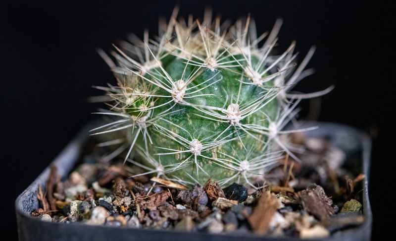 Weingartia trolli Rosa Syn Rebutia neocumingii Ssp trolii Orange/Red spherical form with pale spines