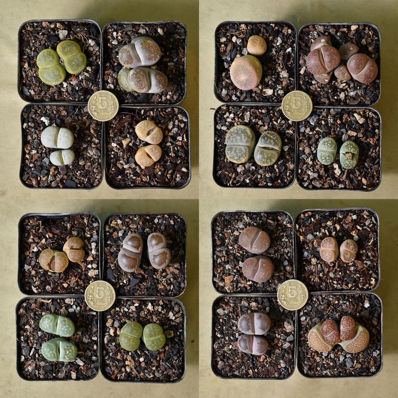 Set of 4 Lithops ( 4 double heads) Pebble plants