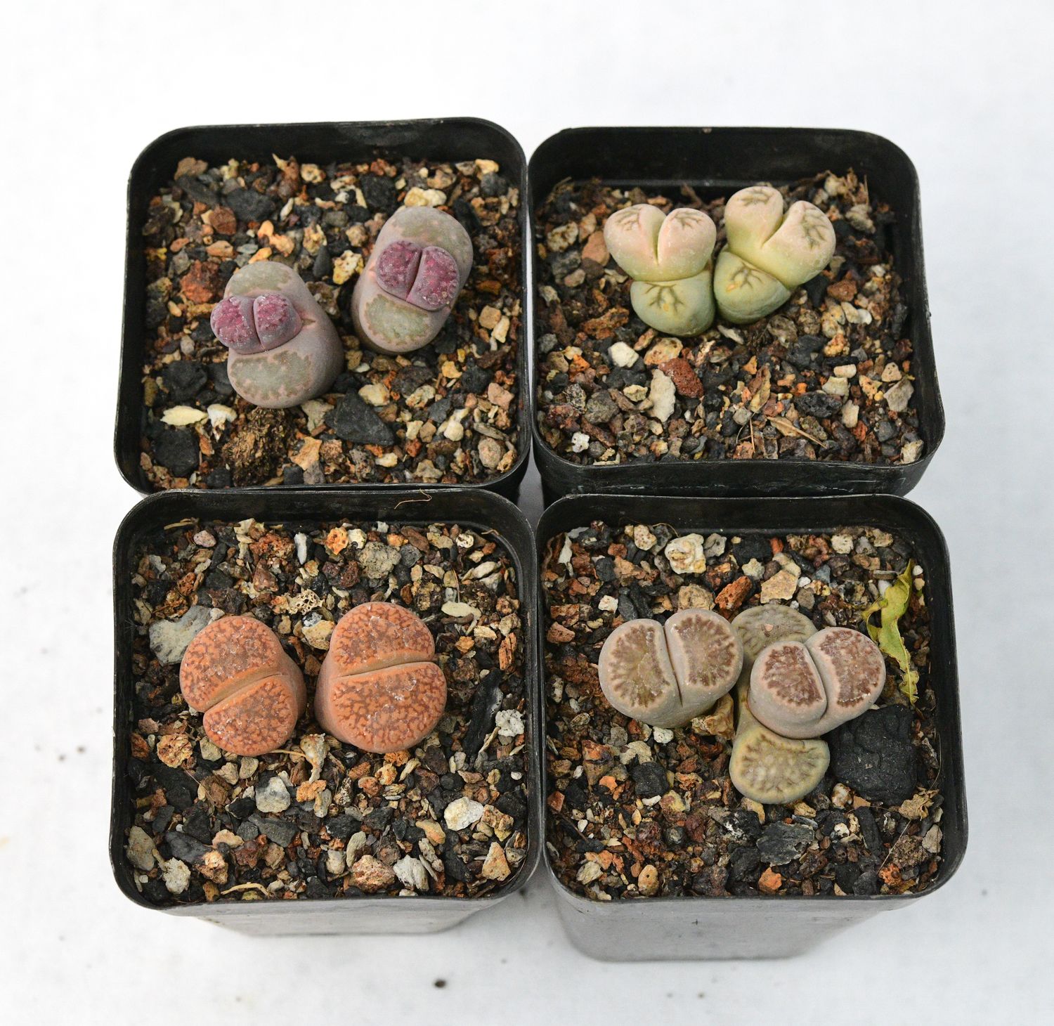 Set of 4 Lithops ( 4 double heads) Pebble plants