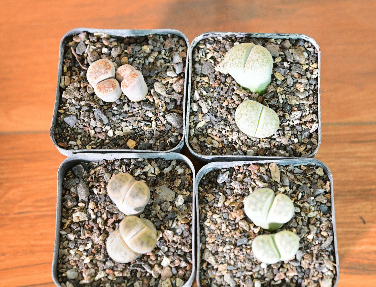 Set of 4 Lithops ( 4 double heads) Pebble plants Different Colors Set of 4 Lithops ( 4 double heads) Pebble plants Different Colors