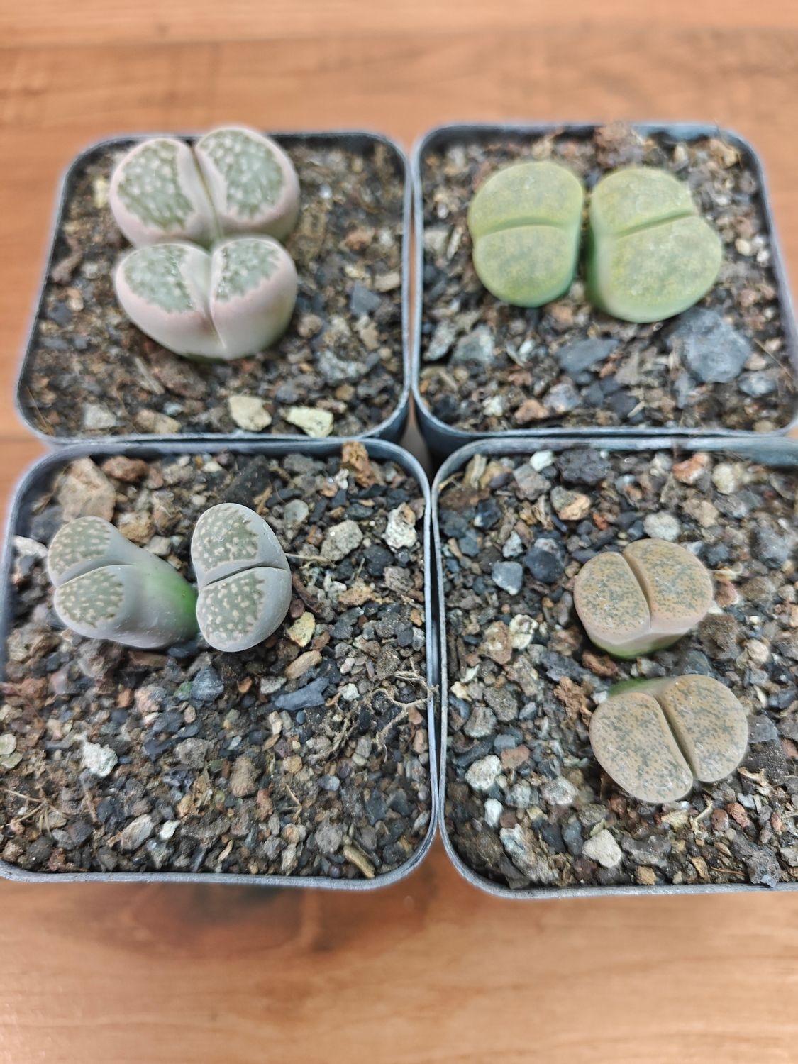 Set of 4 Lithops ( 4 double heads) Pebble plants Different Colors overview of all four pots