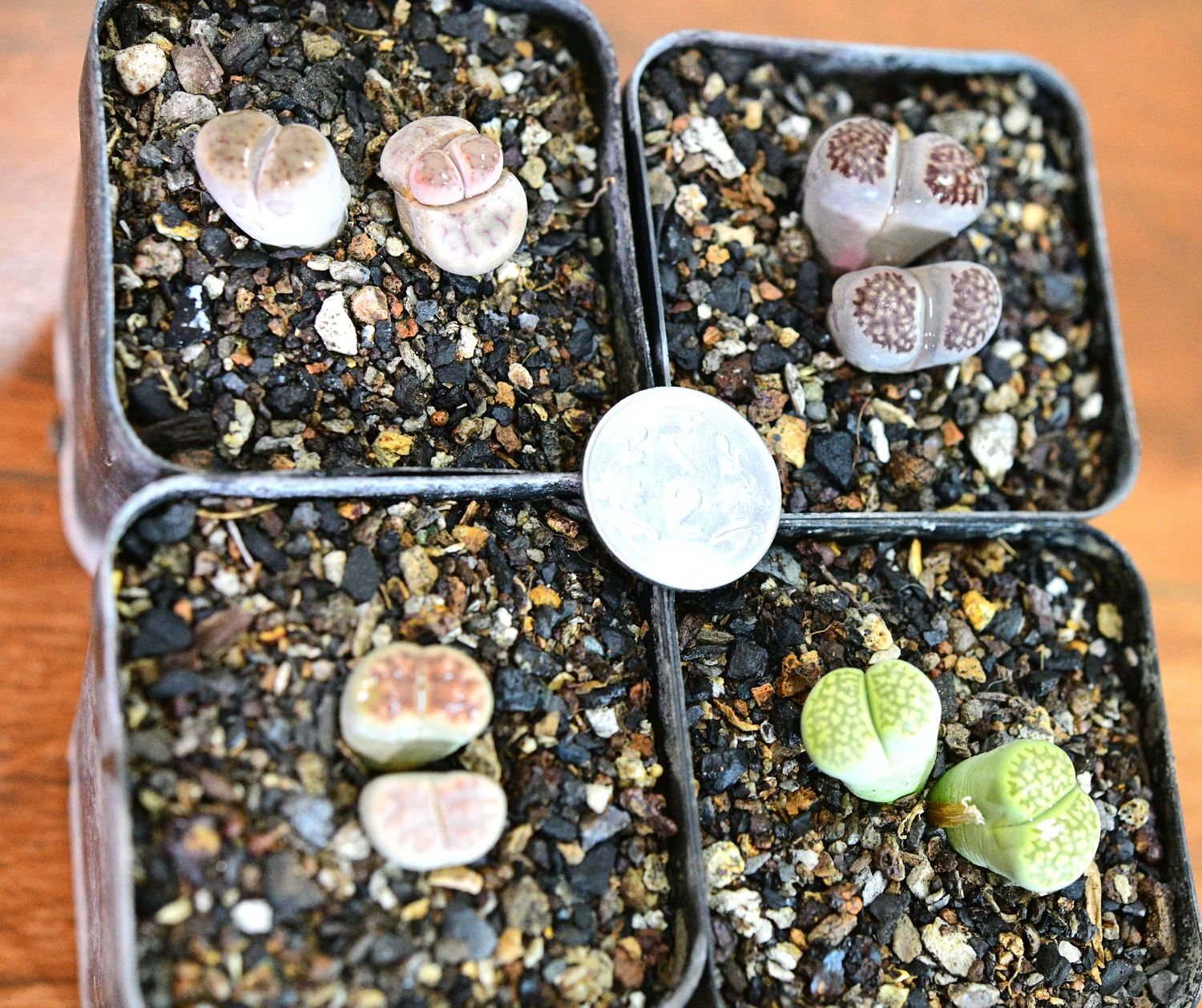Set of 4 Lithops ( 4 double heads) Pebble plants Different Colors
