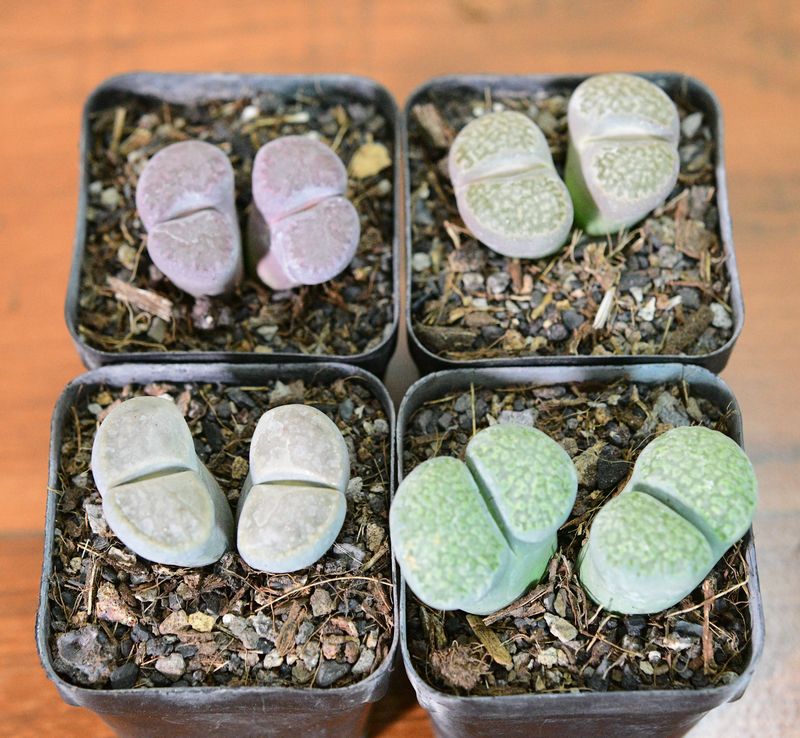 Set of 4 Lithops ( 4 double heads) Pebble plants Different Colors