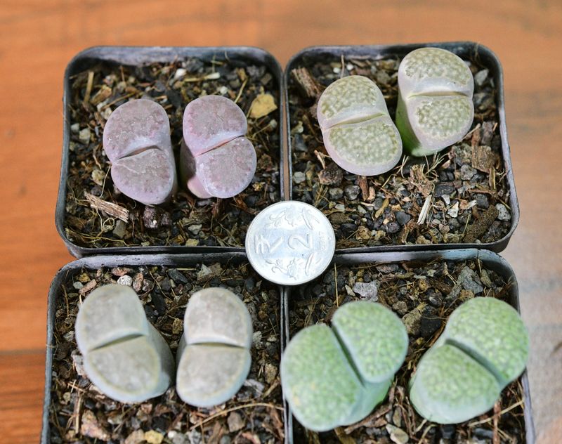 Set of 4 Lithops ( 4 double heads) Pebble plants Different Colors