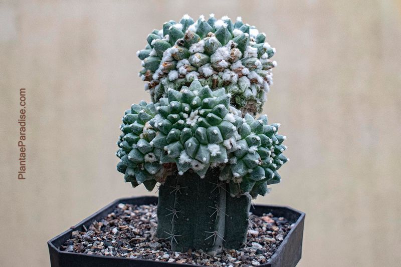 Mammillaria bucareliensis 'erusamu' grafted Mammillaria bucareliensis 'erusamu' grafted