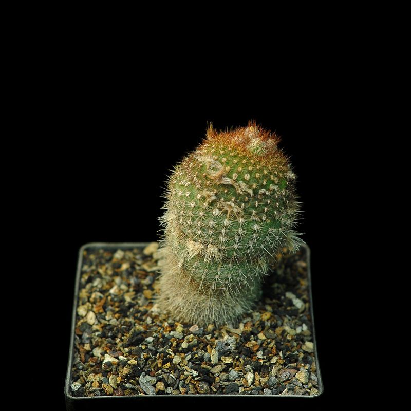 Frailea pumila Var. Rubrispina