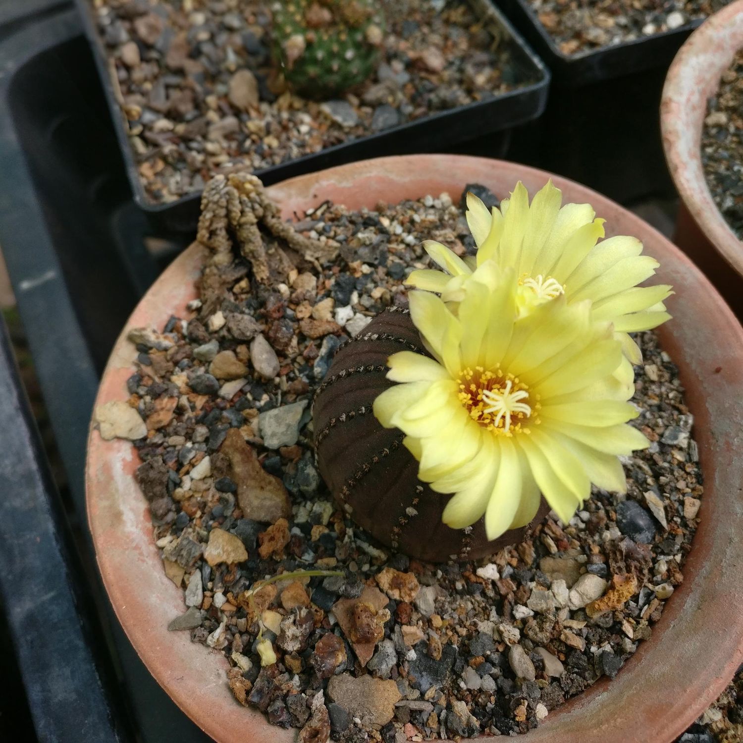 Frailea Asterioides