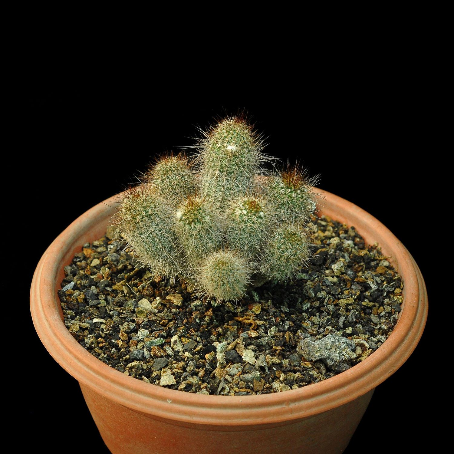 Frailea grahliana mature clustering plant
