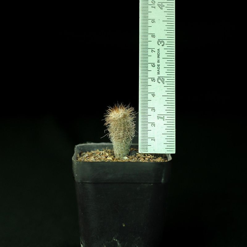 Frailea grahliana seedling with ruler for size reference