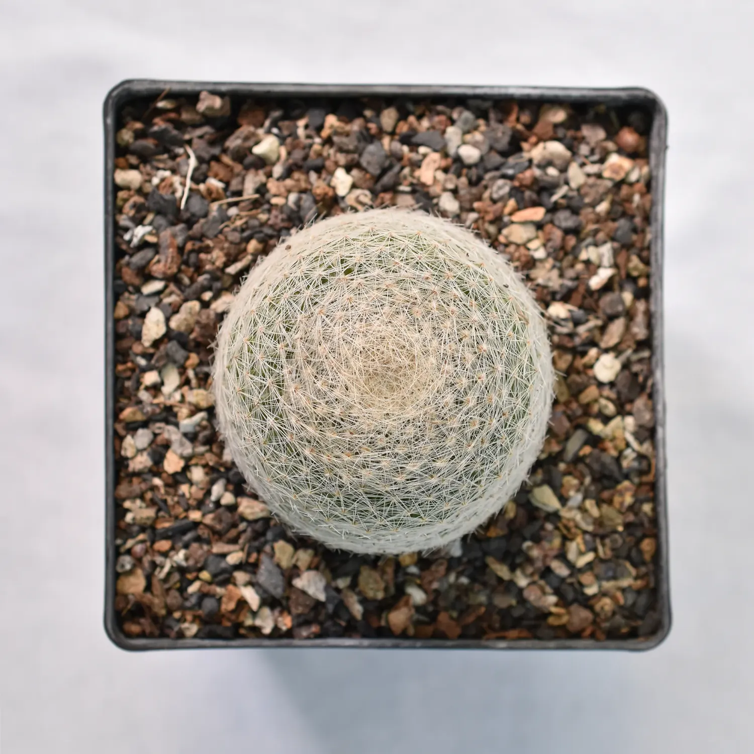 Mammillaria lenta