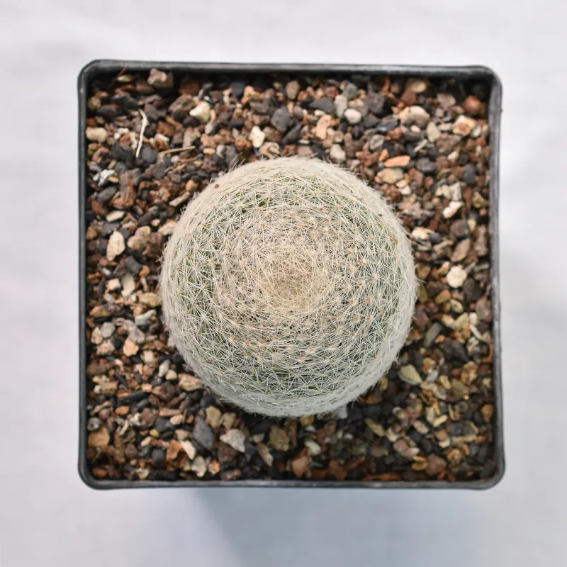 Mammillaria lenta