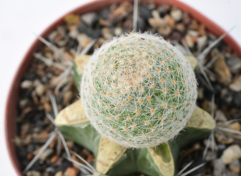 Mammillaria lenta top-down view