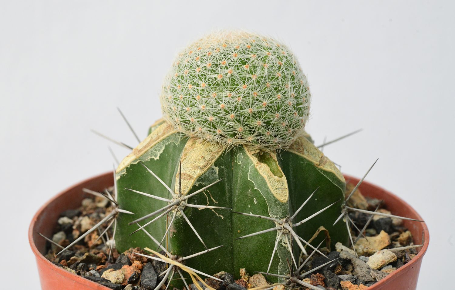 Mammillaria lenta
