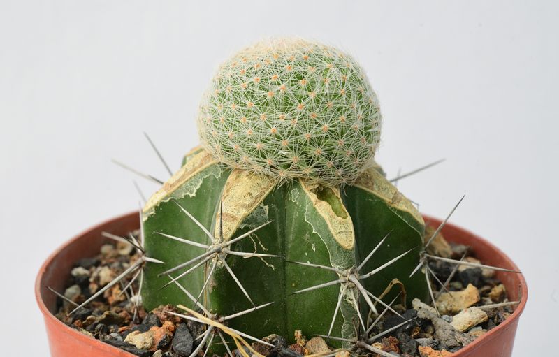 Mammillaria lenta Mammillaria lenta