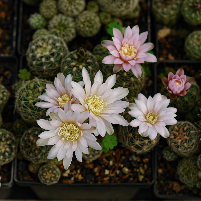 Gymnocalycium Bruchii Cactus with light pink flowers