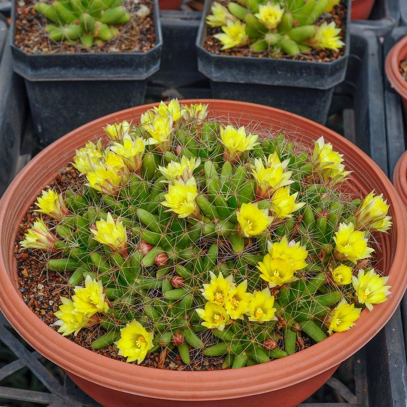 Mammillaria longimama in bloom with yellow flowers, potted